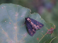 Dypterygia scabriuscula