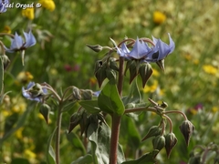 Trichodesma boissieri