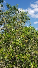 Olea woodiana