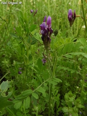 Astragalus callichrous