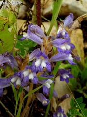Phelipanche aegyptiaca
