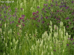 Reseda decursiva