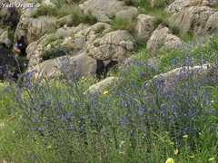 Anchusa strigosa