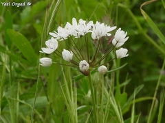 Allium palaestinum