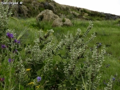 Salvia dominica