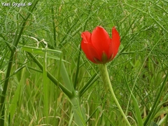 Tulipa agenensis