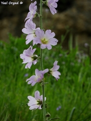 Alcea setosa