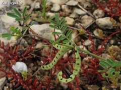 Hippocrepis unisiliquosa
