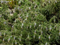 Podonosma orientalis