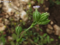 Silene decipiens