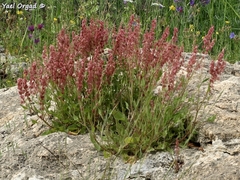 Rumex cyprius
