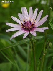 Pseudopodospermum papposum