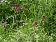 Allium aschersonianum