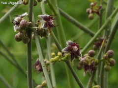 Periploca aphylla