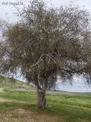 Balanites aegyptiaca