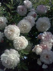 Rosa