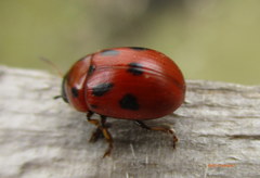 Gonioctena fornicata