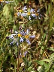 Volutaria crupinoides