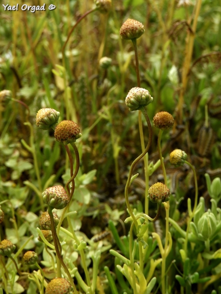 Chlamydophora
