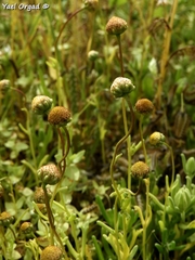 Chlamydophora tridentata