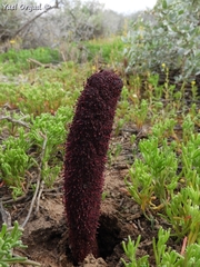 Cynomorium coccineum