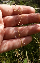 Hornungia procumbens