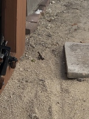 Leiocephalus carinatus