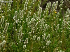 Psylliostachys spicata