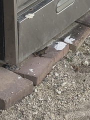 Leiocephalus carinatus