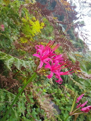 Nerine sarniensis