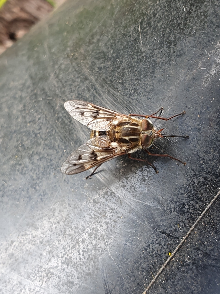 Copidapha neotricolor