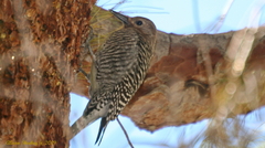Sphyrapicus thyroideus thyroideus