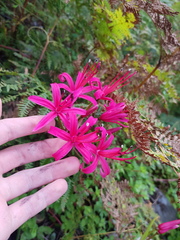 Nerine sarniensis