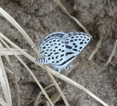 Tarucus sybaris linearis