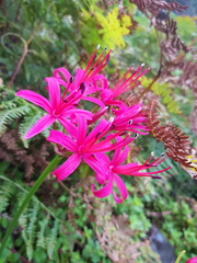 Nerine sarniensis