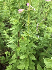 Ocimum tubiforme