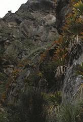 Tillandsia fendleri