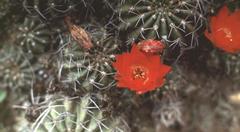 Lobivia hertrichiana