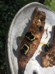 Gymnetis