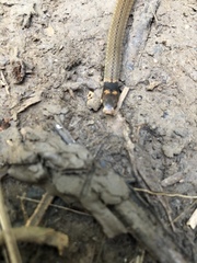 Tantilla melanocephala