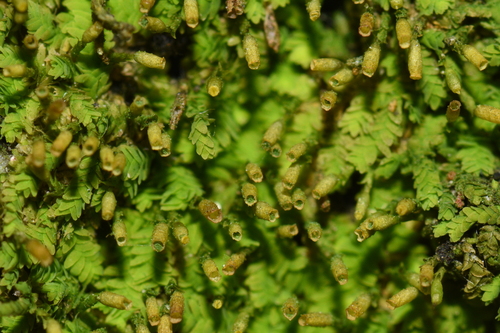 Erpodium domingense, 2023-09-24