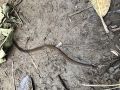 Tantilla melanocephala