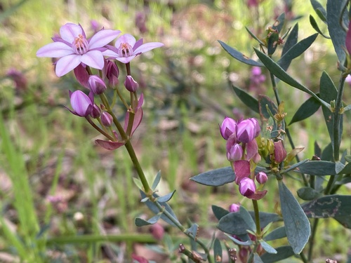 Boronia fastigiata Bartl.