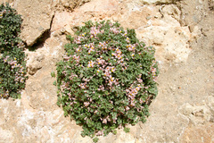 Sarcocapnos enneaphylla