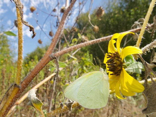 Lyside Sulphur photo 4