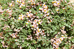 Sarcocapnos enneaphylla