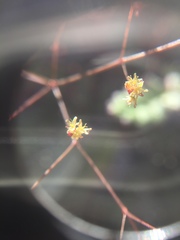 Eriogonum thomasii