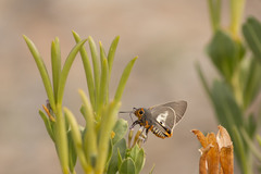 Coeliades anchises