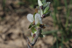 Salix cordata