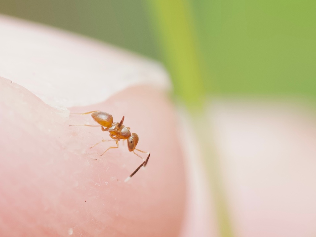 Ectromatopsis americanum